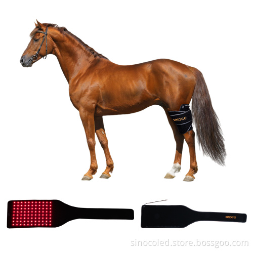 Red Light Therapy for Horses: Leg and Head Infrared Treatment for Pets Care